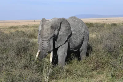 DSC_3864 (Large).JPG